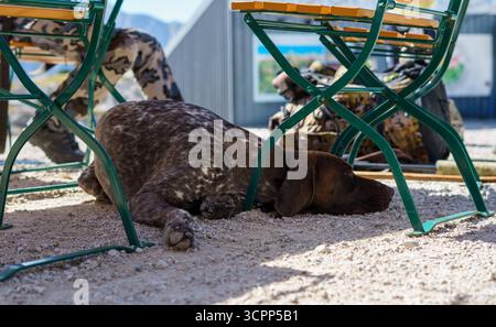 Cute German Shorthaired Pointer resting under a cafe table in the shade after a successful hunt Stock Photo