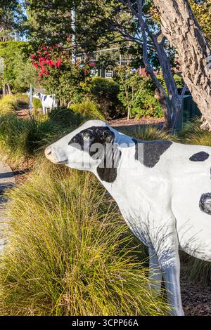 Some of the 42 life sized fibreglass Friesian cows and calves in the ...