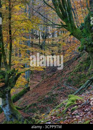 Ancient Beech Trees with Mossy Roots - Enchanting vertical view of a beech forest in autumn, with moss-covered tree trunks and gnarled roots over a gr Stock Photo