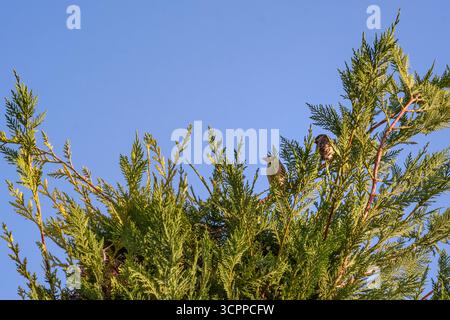 Sparrows in a cypress tree. Two sparrows perched on the branches of a lush cypress tree against a clear blue sky. The birds are subtly camouflage. Stock Photo
