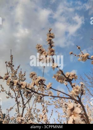 A beautiful close-up of delicate white blossoms on tree branches set against cloudy blue sky. The contrast between the bright sky and the dark branche Stock Photo