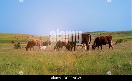 Cattle grazing on green pasture. Rolling hills in the background add depth to the peaceful agricultural setting. The essence of livestock farming. Stock Photo