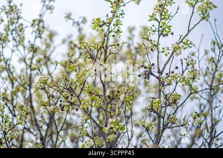 Close-up view of delicate tree branches adorned with small white blossoms and fresh green leaves. Signaling the arrival of spring. Selective focus. Stock Photo