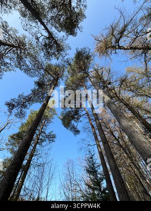 Towering pine trees reach for the vast blue sky, creating a feeling of infinite height Stock Photo