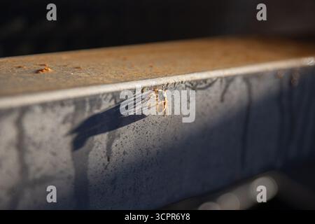 Yellow and black wasp on weathered metal container edge showing rust and deterioration. Industrial or agricultural equipment surface with insect durin Stock Photo