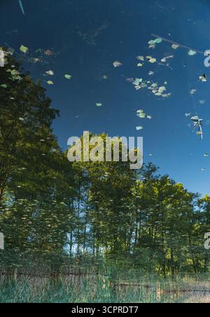 Reflection in the water of trees growing on the lake shore Stock Photo