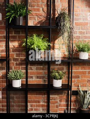Indoor plants in pots on a shelf against the background of a red brick wall. Loft interior design. Stock Photo