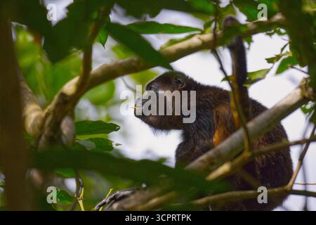 Mantled howler monkey in National park Cahuita in the East Costa Rica seating on a tree branch and eating a leaf Stock Photo