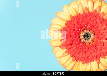 Closeup of yellow and red gerbera flower on light blue background with copy space. Stock Photo
