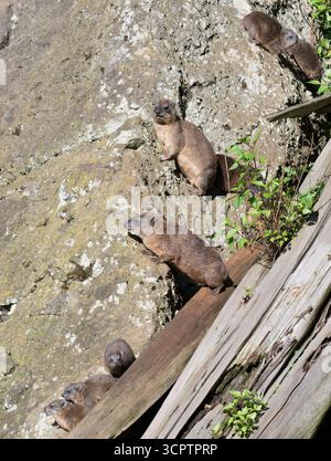 Rock hyrax (Procavia capensis) getting rest in front of abandoned mine in Mount Elgon National Park, Kenya Stock Photo