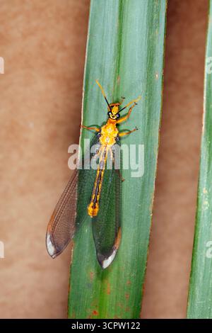 Blue Eyes Lacewing, Nymphes myrmeleonides. Also known as Common Lacewing and Giant Orange Lacewing. Coffs Harbour, NSW, Australia Stock Photo