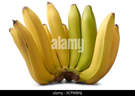 bunch of fresh ripe yellow bananas isolated white background, tropical fruit healthy food snack in close-up view Stock Photo