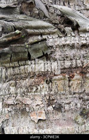 Textured abstract background of a grey palm tree trunk Stock Photo