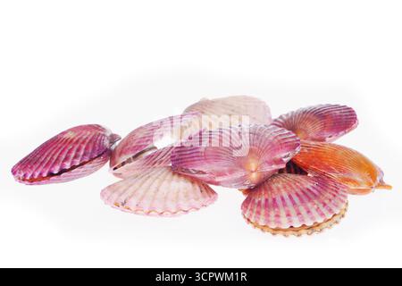 Scallops isolated on a white background, very fresh Stock Photo