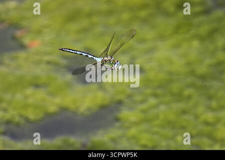 Emperor dragonfly (Anax imperator), in flight, Switzerlandq Stock Photo