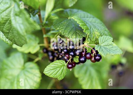 Black currants (Ribes nigrum), on a bush Stock Photo