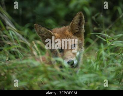 Portrait on a Red fox (Vulpes vulpes) in grassland countryside with in the summer in Ystad municipality, Skane county, Sweden, Scandinavia Stock Photo