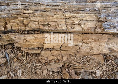 Rotten wood, textured beige background Stock Photo