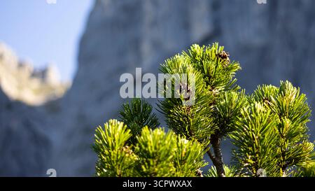 Close-up of Alpine Pine with Cones, Tyrol, Austria Stock Photo