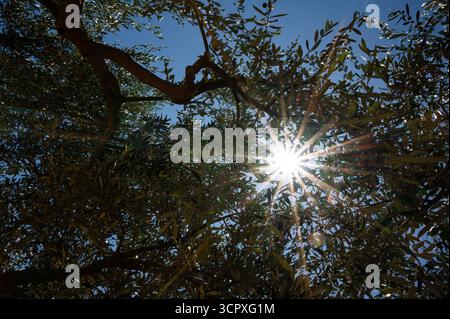 Green olives on a branch of an olive tree in a garden or park under the blue summer sky of southern Europe. Stock Photo