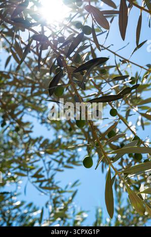 Green olives on a branch of an olive tree in a garden or park under the blue summer sky of southern Europe. Stock Photo