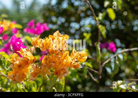 Close-up of bright orange and pink bougainvillea flowers with green leaves, set against a blurred background of foliage and sky. Stock Photo