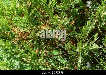Close-up view of bright green conifer branches, some with brown needles, against a softly blurred background. Stock Photo