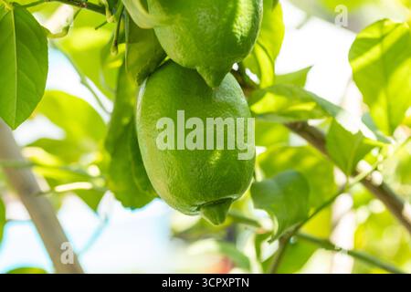 Close-up shot featuring two green lemons hanging from a tree branch, surrounded by green leaves, bathed in sunlight with a bright, airy background. Stock Photo