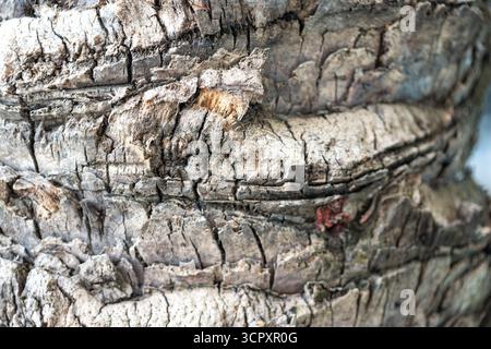 Close-up shot focusing on the detailed, textured surface of a tree trunk, featuring rough bark and a muted color palette. Stock Photo