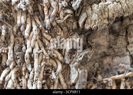 Close-up of tree roots and rough, cracked bark. Neutral, earthy tones dominate the image. Stock Photo