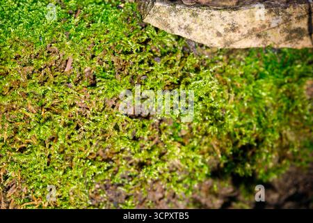 A close-up view of vibrant green moss covers the ground, with a rough, textured rock partially visible at the top right. Stock Photo