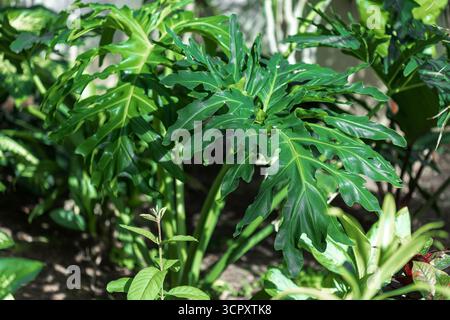 A philodendron plant with large, deeply lobed, glossy green leaves dominates the frame. Sunlight filters through, casting shadows. Stock Photo
