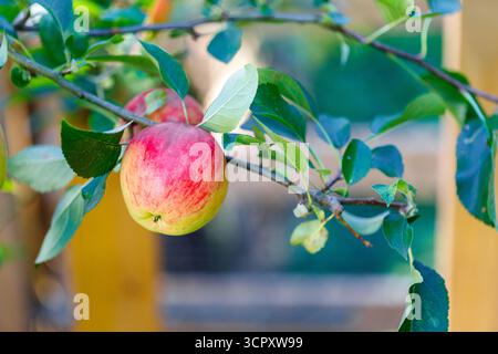 Close-up of red and yellow apples hanging on a tree branch with green leaves against a blurred yellow and blue background. Stock Photo