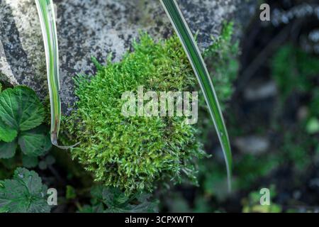 Close-up of vibrant green moss growing on a gray rock, with blades of variegated grass and green leaves. Stock Photo