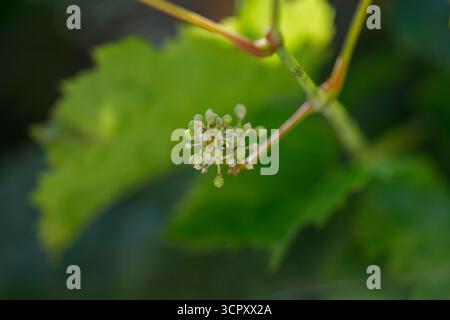 Close-up of a grape vine with small, unripe grapes and green leaves. The image has a shallow depth of field. Stock Photo