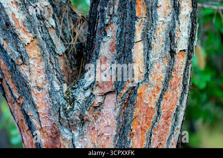 Close-up of textured tree bark with orange and dark gray patterns. Background of blurred green foliage. Stock Photo