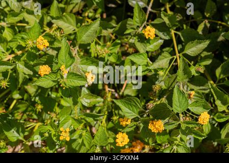 Overhead shot of bright green leaves and clusters of small yellow-orange flowers on a shrub. Stock Photo