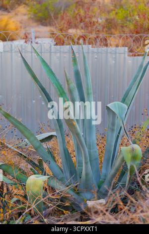 Close-up of agave plant against a corrugated metal fence topped with razor wire in an arid environment. Stock Photo