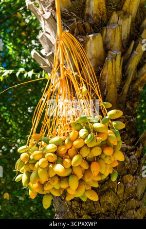 Close-up of a bunch of dates growing on a palm tree. Dates are yellow-green, hanging from orange stems. Tree bark is visible. Stock Photo