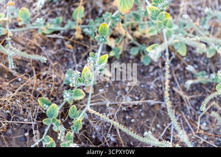 Close-up shot of creeping plants with small green leaves and clusters of tiny white flowers on dry ground with scattered brown vegetation. Stock Photo