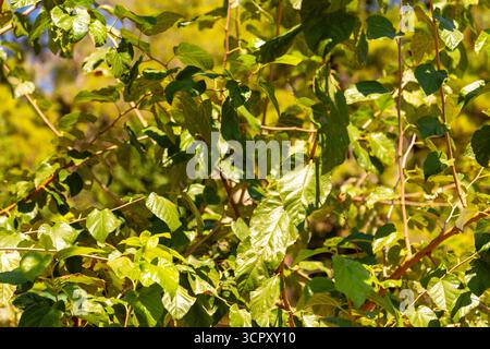 Close-up of sunlit green leaves and brown branches creating a dense, textured composition against a bright, out-of-focus background. Stock Photo