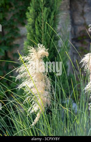Close-up of pampas grass plumes and green foliage with a stone wall and cypress tree in the background. Stock Photo