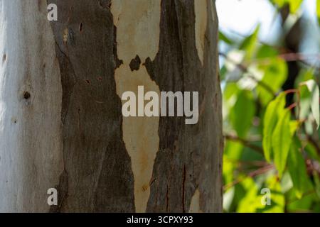 Close-up of a tree trunk with peeling bark, featuring mottled patterns in shades of gray, white, and brown, and green foliage in the background. Stock Photo