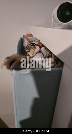 A tabby cat peeks from a light blue fabric storage bin indoors, with wide eyes and an extended paw. A white security camera is mounted above. Stock Photo
