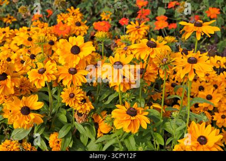 Bright yellow golden Rudbeckia hirta ‘Goldilocks’, also known as a black eyed Susan, in flower. Stock Photo