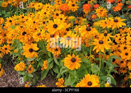 Bright yellow golden Rudbeckia hirta ‘Goldilocks’, also known as a black eyed Susan, in flower. Stock Photo