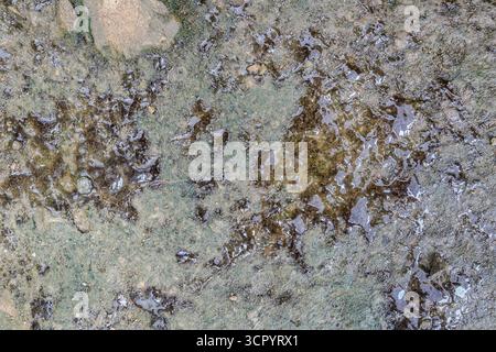 Nostoc sp. blue green algae under microscopic view with Toxic Water ...