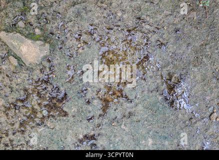 Nostoc sp. blue green algae under microscopic view with Toxic Water ...