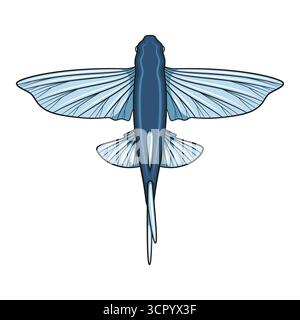 Color illustration with flying fish. Isolated vector object on white background. Stock Vector