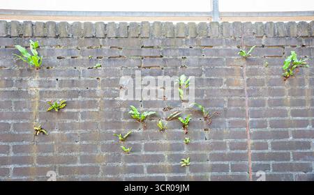 Small green plants growing in the cracks of an old brick wall, demonstrating nature's resilience in an urban environment. Stock Photo